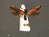  ( - SL0368)  @13 [ ] CreativeCommons - Attribution (2010) Unspecified Centre for Biodiversity Genomics