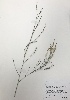 ( - GPAGA 119)  @11 [ ] Copyright (2017) Columbus State University Columbus State University