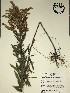  (Solidago leavenworthii - GPAGA 171)  @11 [ ] Copyright (2017) Columbus State University Columbus State University