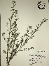  (Sida rhombifolia - GPAGA 197)  @11 [ ] Copyright (2017) Columbus State University Columbus State University