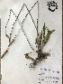  ( - GPAGA 235)  @11 [ ] Copyright (2017) Columbus State University Columbus State University