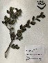  (Ilex vomitoria - GPAGA 261)  @11 [ ] Copyright (2017) Columbus State University Columbus State University