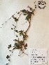  (Ipomoea cordatotriloba - GPAGA 333)  @11 [ ] Copyright (2017) Columbus State University Columbus State University