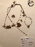  (Ipomoea nil - GPAGA 353)  @11 [ ] Copyright (2017) Columbus State University Columbus State University