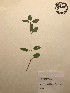  (Stachys floridana - GPAGA 385)  @11 [ ] Copyright (2017) Columbus State University Columbus State University