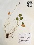  (Oxalis violacea - GPAGA 499)  @11 [ ] Copyright (2017) Columbus State University Columbus State University