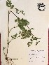  (Chaerophyllum tainturieri - GPAGA 516)  @11 [ ] Copyright (2017) Columbus State University Columbus State University