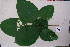  ( - RDS43)  @11 [ ] Attribution Non-Commercial Share-Alike (2025) Jacqueline Kumadoh A Rocha Ghana