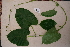  ( - RDS49)  @11 [ ] Attribution Non-Commercial Share-Alike (2025) Jacqueline Kumadoh A Rocha Ghana