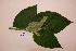  ( - RDS87)  @11 [ ] Attribution Non-Commercial Share-Alike (2025) Jacqueline Kumadoh A Rocha Ghana