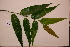  ( - RDS91)  @11 [ ] Attribution Non-Commercial Share-Alike (2025) Jacqueline Kumadoh A Rocha Ghana