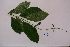  (Combretaceae - RDS125)  @11 [ ] Attribution Non-Commercial Share-Alike (2025) Jacqueline Kumadoh A Rocha Ghana