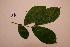  ( - RDS119)  @11 [ ] Attribution Non-Commercial Share-Alike (2025) Jacqueline Kumadoh A Rocha Ghana