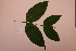  ( - RDS147)  @11 [ ] Attribution Non-Commercial Share-Alike (2025) Jacqueline Kumadoh A Rocha Ghana