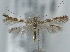  (Acrocercops transecta - CLV5846)  @14 [ ] Copyright (2013) Stanislav Gomboc Unspecified