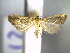 (Schrankia altivolans - CLV6312)  @13 [ ] CreativeCommons  Attribution Non-Commercial Share-Alike (2016) Carlos Lopez Vaamonde Institut National de la Recherche Agronomique, Zoologie Forestiere