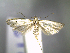 ( - CLV6313)  @13 [ ] CreativeCommons  Attribution Non-Commercial Share-Alike (2016) Carlos Lopez Vaamonde Institut National de la Recherche Agronomique, Zoologie Forestiere