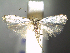  (Carposina gracillima - CLV6323)  @14 [ ] CreativeCommons  Attribution Non-Commercial Share-Alike (2016) Carlos Lopez Vaamonde Institut National de la Recherche Agronomique, Zoologie Forestiere