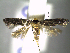  (Hyposmocoma - CLV6329)  @14 [ ] CreativeCommons  Attribution Non-Commercial Share-Alike (2016) Carlos Lopez Vaamonde Institut National de la Recherche Agronomique, Zoologie Forestiere