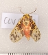  ( - CLV6410)  @12 [ ] Copyright (2010) Unspecified Institut National de la Recherche Agronomique, Orleans, Forestry Zoology