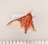  ( - CLV8110)  @12 [ ] Copyright (2010) Unspecified Institut National de la Recherche Agronomique, Orleans, Forestry Zoology