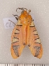  ( - CLV9110)  @12 [ ] Copyright (2010) Unspecified Institut National de la Recherche Agronomique, Orleans, Forestry Zoology