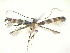  (Acrocercops sp. n - CLV12107)  @14 [ ] Unspecified (default): All Rights Reserved  Unspecified Unspecified