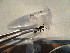  ( - GRADIA028)  @11 [ ] CreativeCommons  Attribution Non-Commercial Share-Alike (2016) BIGOT Diane Institut de Recherche sur la Biologie de l'Insecte