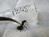  ( - GRADIA045)  @11 [ ] CreativeCommons  Attribution Non-Commercial Share-Alike (2016) BIGOT Diane Institut de Recherche sur la Biologie de l'Insecte