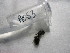  ( - GRADIA053)  @11 [ ] CreativeCommons  Attribution Non-Commercial Share-Alike (2016) BIGOT Diane Institut de Recherche sur la Biologie de l'Insecte