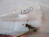  ( - GRADIC050)  @12 [ ] CreativeCommons  Attribution Non-Commercial Share-Alike (2016) BIGOT Diane Institut de Recherche sur la Biologie de l'Insecte