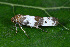  ( - CLV44559)  @11 [ ] CreativeCommons  Attribution Non-Commercial Share-Alike (2023) Carlos Lopez Vaamonde Institut National de la Recherche Agronomique, Zoologie Forestiere