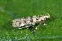  ( - CLV44625)  @11 [ ] CreativeCommons  Attribution Non-Commercial Share-Alike (2023) Carlos Lopez Vaamonde Institut National de la Recherche Agronomique, Zoologie Forestiere