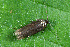  ( - CLV44546)  @11 [ ] CreativeCommons  Attribution Non-Commercial Share-Alike (2023) Carlos Lopez Vaamonde Institut National de la Recherche Agronomique, Zoologie Forestiere