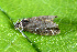  ( - CLV44569)  @11 [ ] CreativeCommons  Attribution Non-Commercial Share-Alike (2023) Carlos Lopez Vaamonde Institut National de la Recherche Agronomique, Zoologie Forestiere