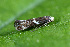  ( - CLV42685)  @11 [ ] CreativeCommons  Attribution Non-Commercial Share-Alike (2022) Carlos Lopez Vaamonde Institut National de la Recherche Agronomique, Zoologie Forestiere
