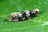  ( - CLV42077)  @11 [ ] CreativeCommons - Attribution Share-Alike (2022) Michel Billard Institut National de la Recherche Agronomique, Zoologie Forestiere