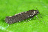  ( - CLV42090)  @11 [ ] CreativeCommons - Attribution Share-Alike (2022) Michel Billard Institut National de la Recherche Agronomique, Zoologie Forestiere