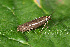  ( - CLV44543)  @11 [ ] CreativeCommons  Attribution Non-Commercial Share-Alike (2023) Carlos Lopez Vaamonde Institut National de la Recherche Agronomique, Zoologie Forestiere
