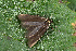  ( - CLV42607)  @11 [ ] CreativeCommons  Attribution Non-Commercial Share-Alike (2022) Carlos Lopez Vaamonde Institut National de la Recherche Agronomique, Zoologie Forestiere