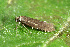  ( - CLV44545)  @11 [ ] CreativeCommons  Attribution Non-Commercial Share-Alike (2023) Carlos Lopez Vaamonde Institut National de la Recherche Agronomique, Zoologie Forestiere