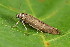 ( - CLV42622)  @11 [ ] CreativeCommons  Attribution Non-Commercial Share-Alike (2022) Carlos Lopez Vaamonde Institut National de la Recherche Agronomique, Zoologie Forestiere