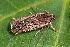  ( - CLV42592)  @11 [ ] CreativeCommons  Attribution Non-Commercial Share-Alike (2022) Carlos Lopez Vaamonde Institut National de la Recherche Agronomique, Zoologie Forestiere