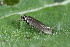  ( - CLV44547)  @11 [ ] CreativeCommons  Attribution Non-Commercial Share-Alike (2023) Carlos Lopez Vaamonde Institut National de la Recherche Agronomique, Zoologie Forestiere