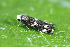  ( - CLV42686)  @11 [ ] CreativeCommons  Attribution Non-Commercial Share-Alike (2022) Carlos Lopez Vaamonde Institut National de la Recherche Agronomique, Zoologie Forestiere