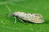  ( - CLV42580)  @11 [ ] CreativeCommons  Attribution Non-Commercial Share-Alike (2022) Carlos Lopez Vaamonde Institut National de la Recherche Agronomique, Zoologie Forestiere