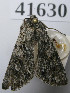 ( - FBIGA_LOU41630)  @11 [ ] CreativeCommons  Attribution Non-Commercial Share-Alike (2019) Carlos Lopez Vaamonde Institut National de la Recherche Agronomique, Zoologie Forestiere