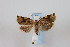  ( - CLV41113)  @13 [ ] CreativeCommons  Attribution Non-Commercial Share-Alike (2021) Carlos Lopez Vaamonde Institut National de la Recherche Agronomique, Zoologie Forestiere