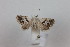  ( - CLV41339)  @11 [ ] CreativeCommons  Attribution Non-Commercial Share-Alike (2021) Carlos Lopez Vaamonde Institut National de la Recherche Agronomique, Zoologie Forestiere