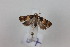  ( - CLV41342)  @11 [ ] CreativeCommons  Attribution Non-Commercial Share-Alike (2021) Carlos Lopez Vaamonde Institut National de la Recherche Agronomique, Zoologie Forestiere